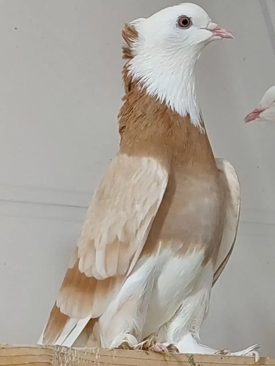کبوتر اصیل ایران ..تهران ..خاوران|پرنده|قیامدشت - خاورشهر, |دیوار
