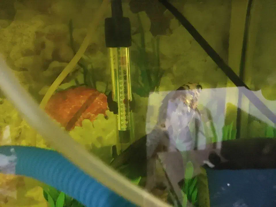 آکواریوم سایز بزرگ|ماهی|ماکو, |دیوار