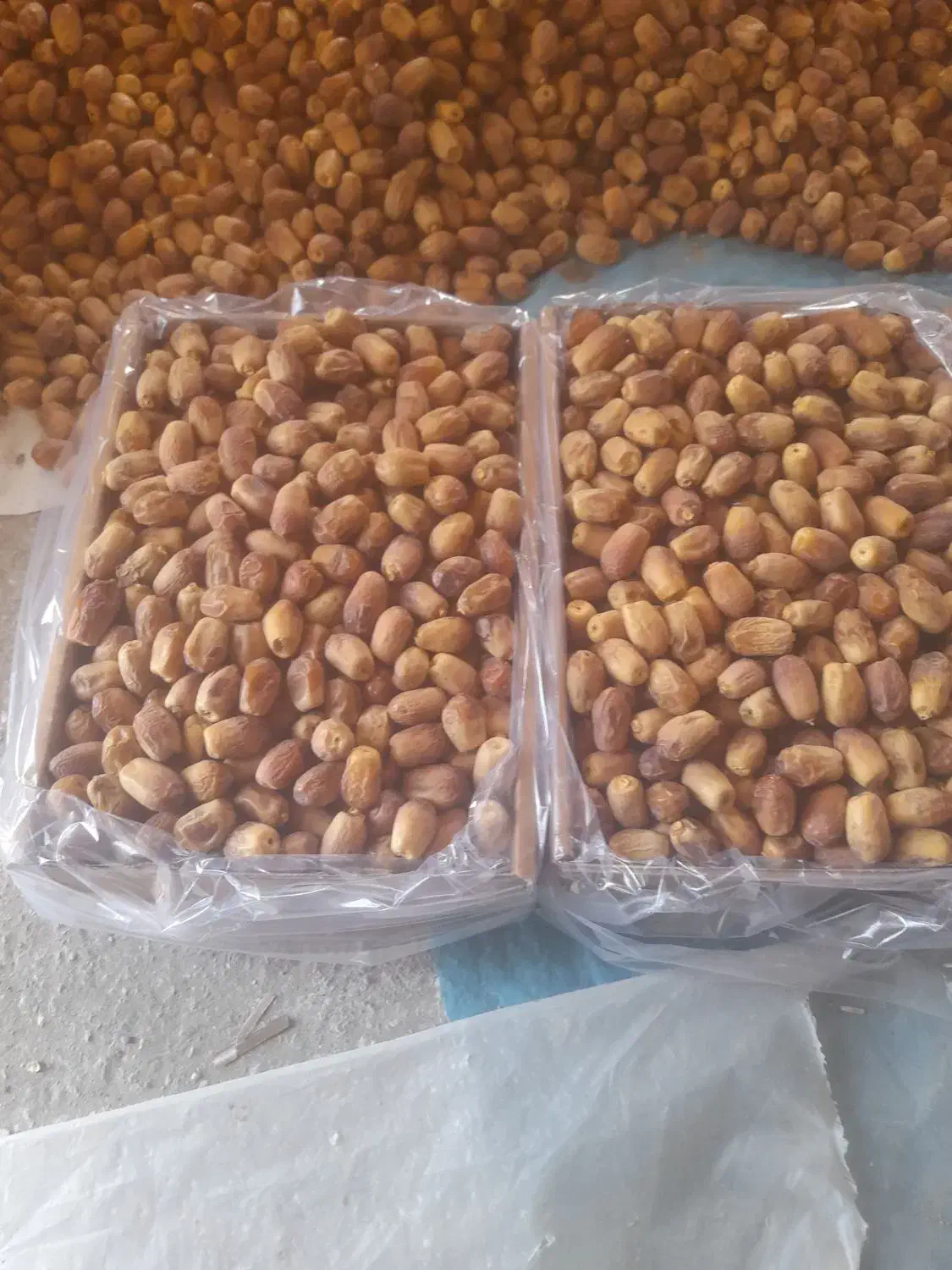 خرما تازه بلوچستان با ارزانترین قیمت به فروش میرود|عمدهفروشی|نشتارود, |دیوار