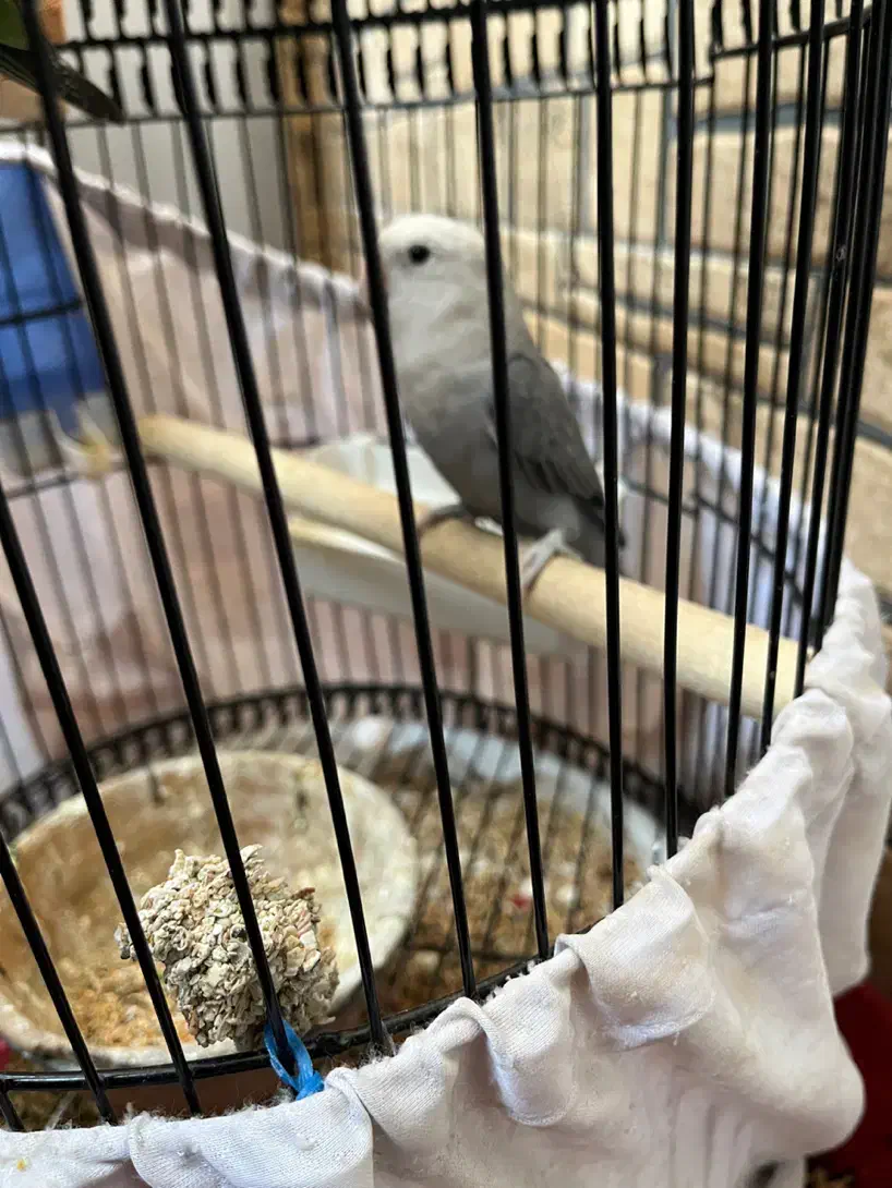 طوطی برزیلی|پرنده|ری, شهرری|دیوار