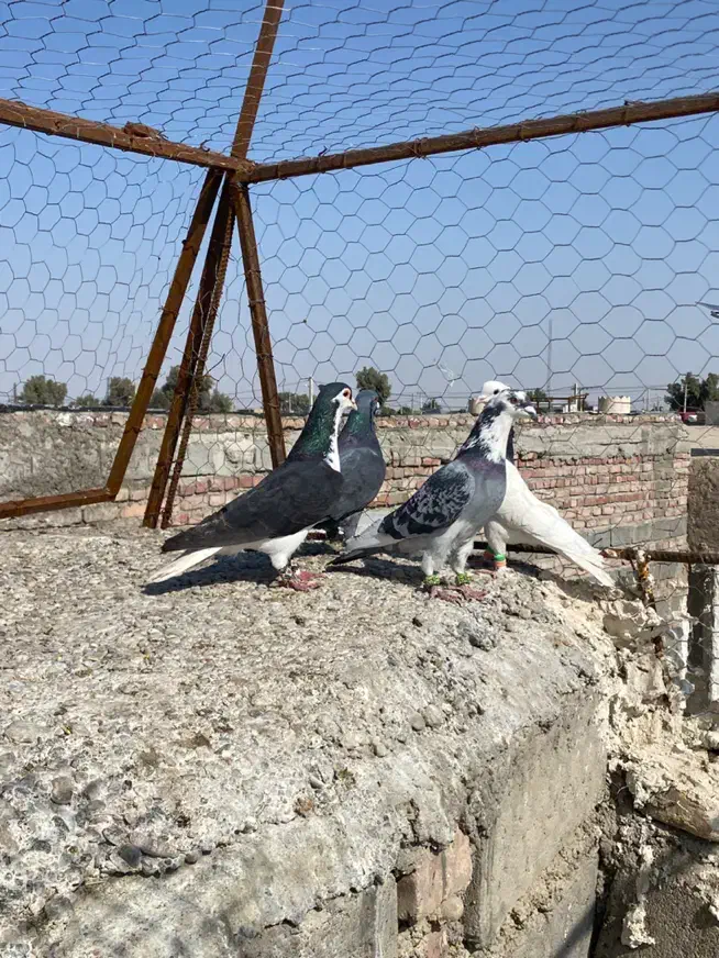 چهار عدد نر زد و خوردی|حیوانات|زاهدان, |دیوار