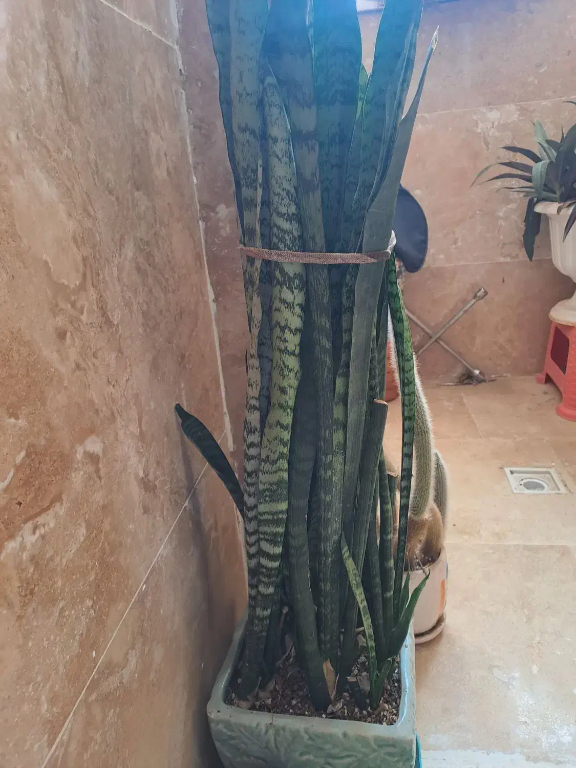 گل طبیعی رودهن فقط۲۰۰|گل و گیاه طبیعی|رودهن, |دیوار