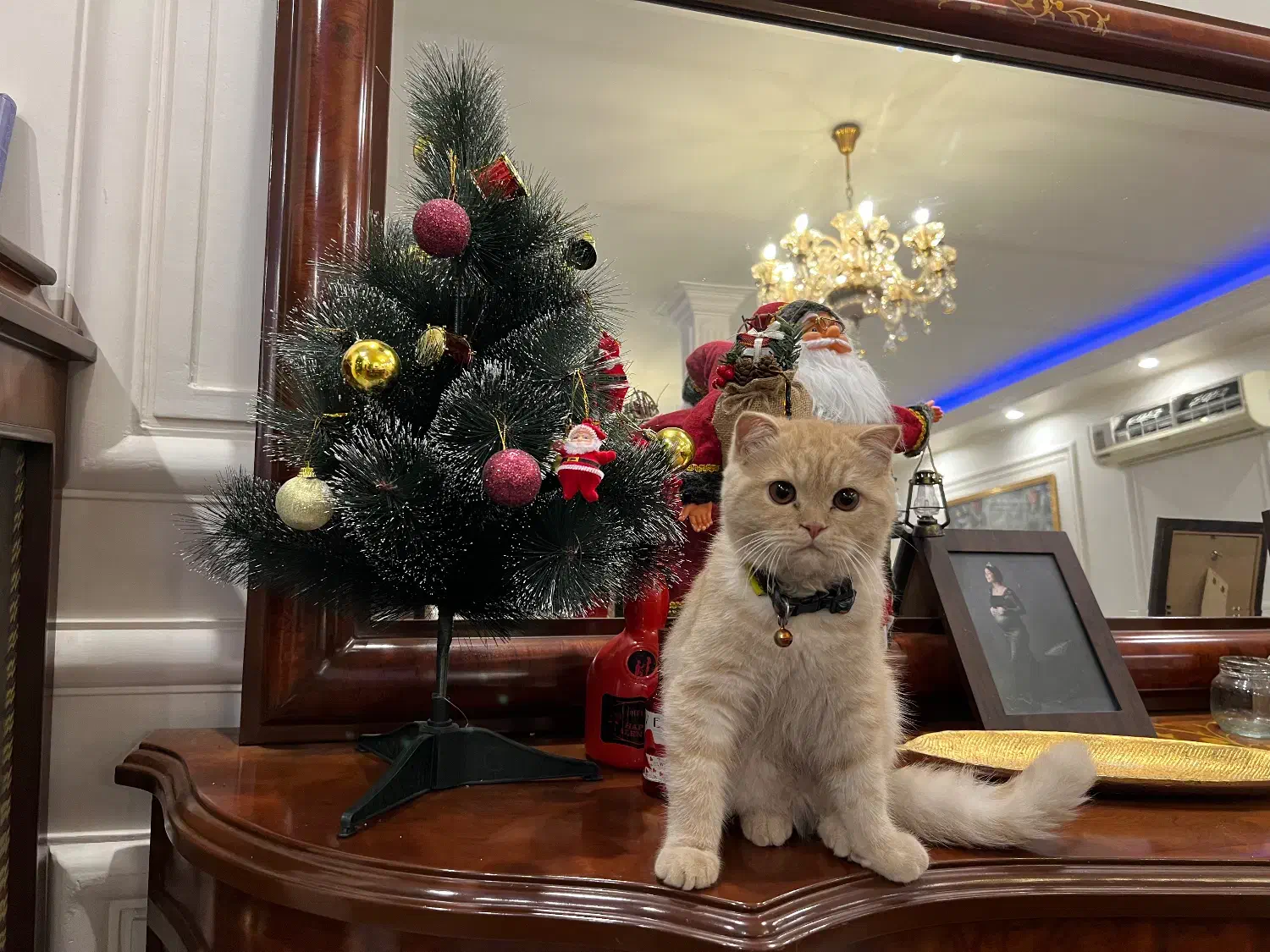 گوشی تلفن ایفون ۱۴|موبایل|باقرشهر, |دیوار