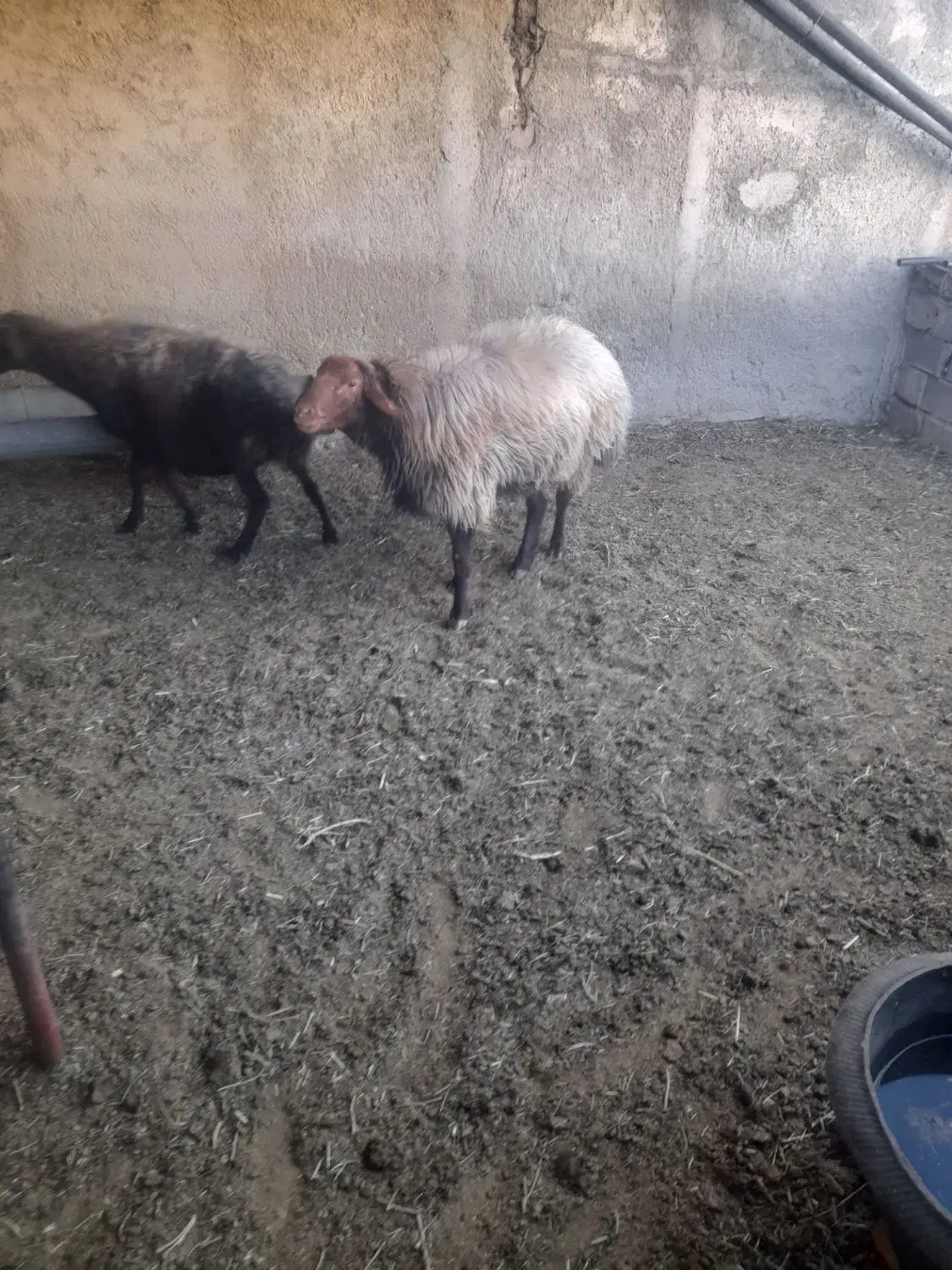 یک قوچ هما و یک قوچ  معمولی|حیوانات مزرعه|شیروان (خراسان), |دیوار