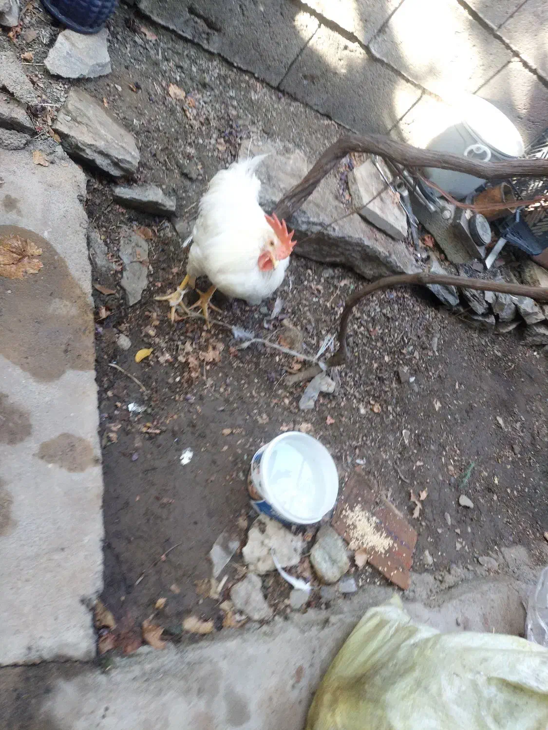 خروس فروشی|حیوانات مزرعه|بانه, |دیوار