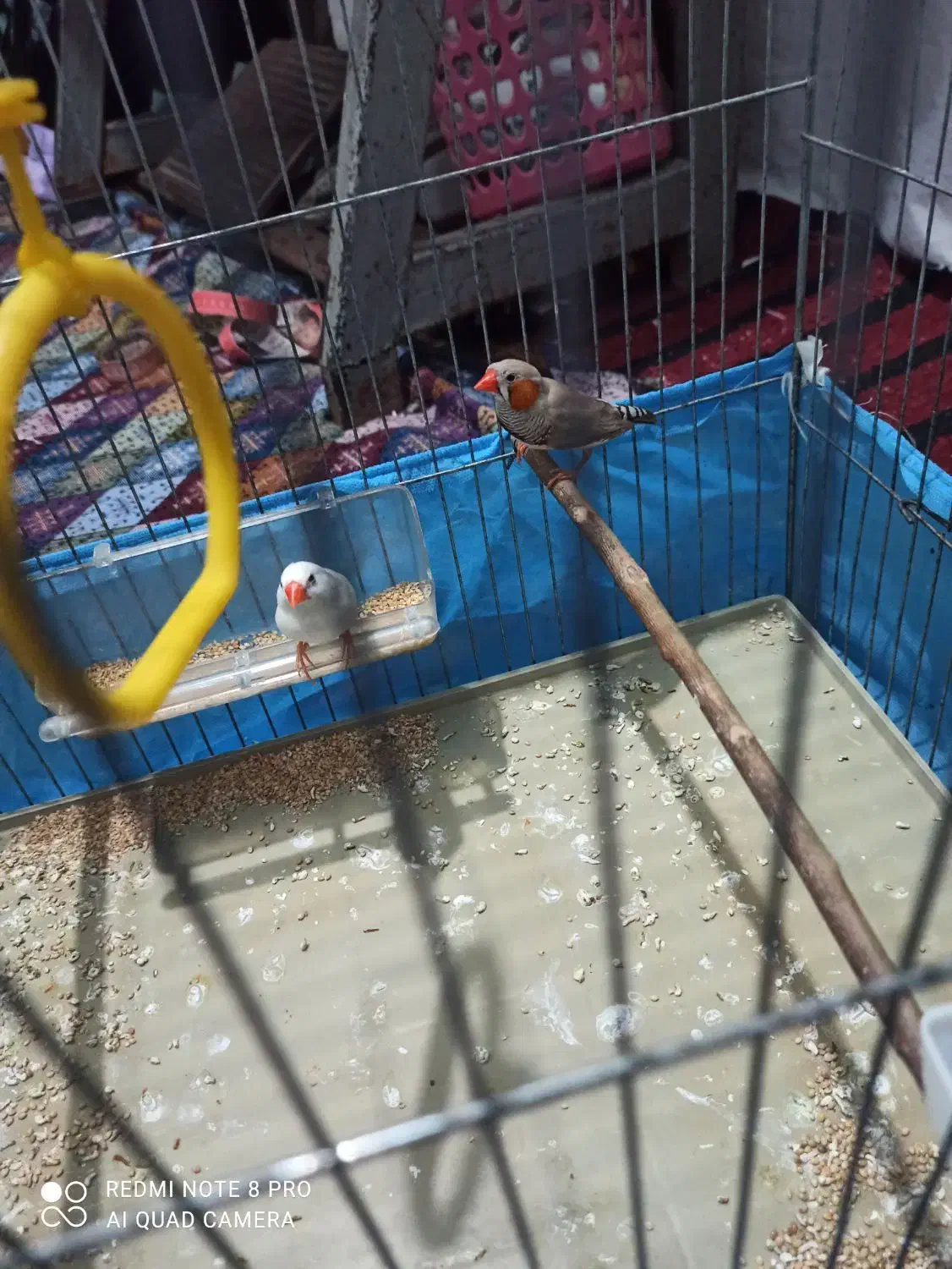 ی جفت فنچ|پرنده|کرج, خرمدشت|دیوار