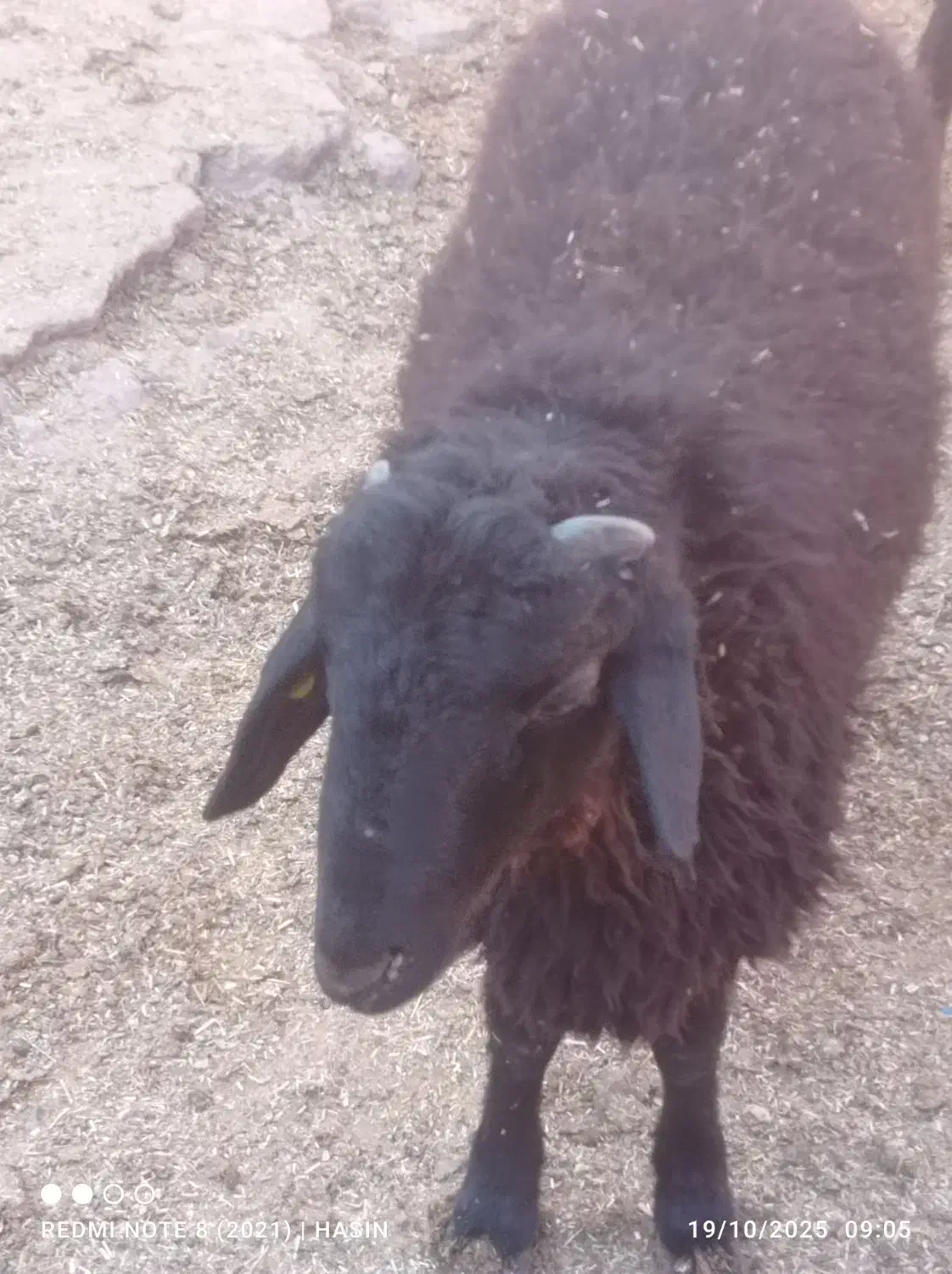 قوچ همو زیگوت دارای ژن چند قلوزایی|حیوانات مزرعه|جلگه رخ, |دیوار