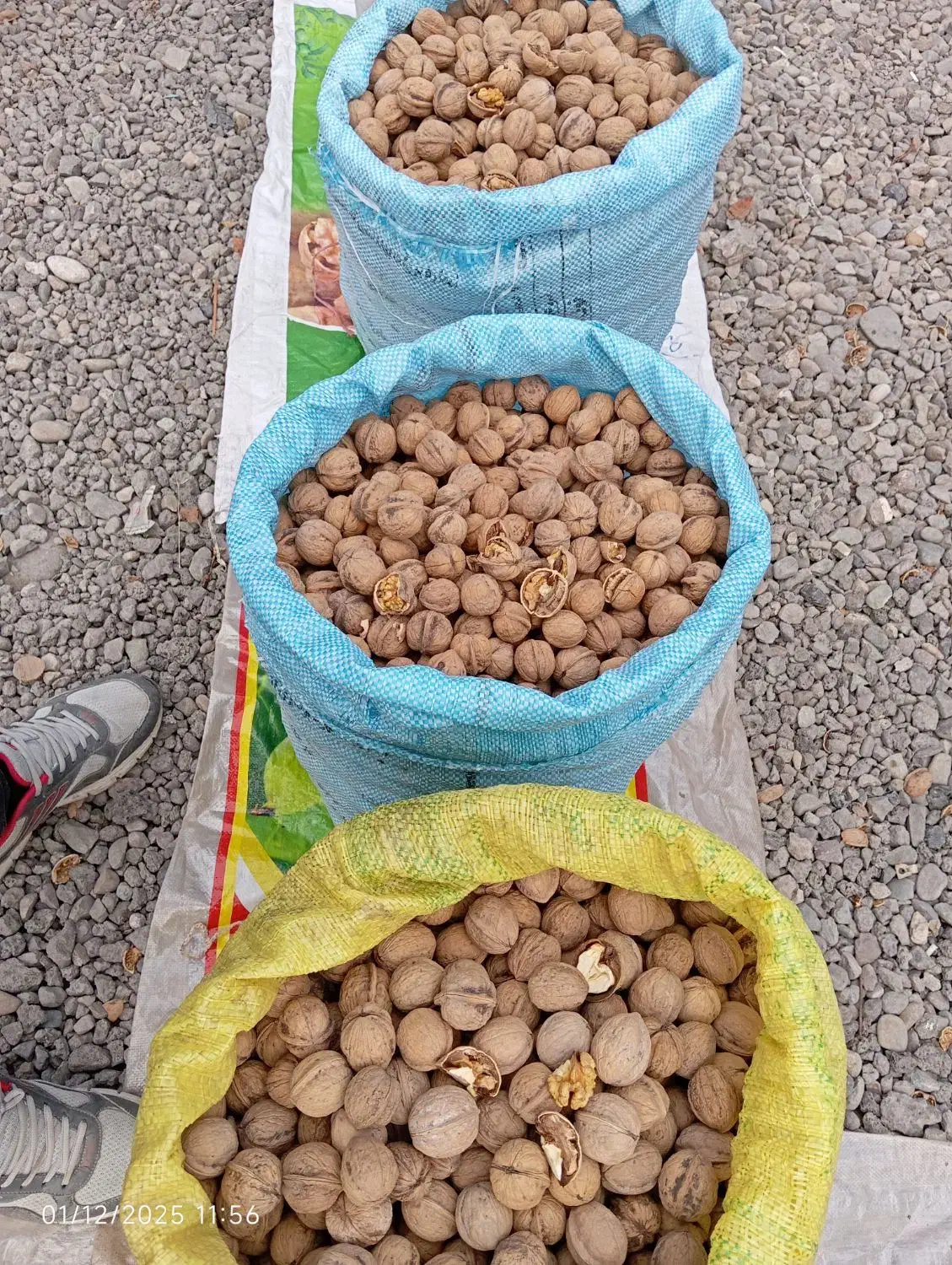 گردو محلی|خوردنی و آشامیدنی|رشت, پاستوریزه|دیوار