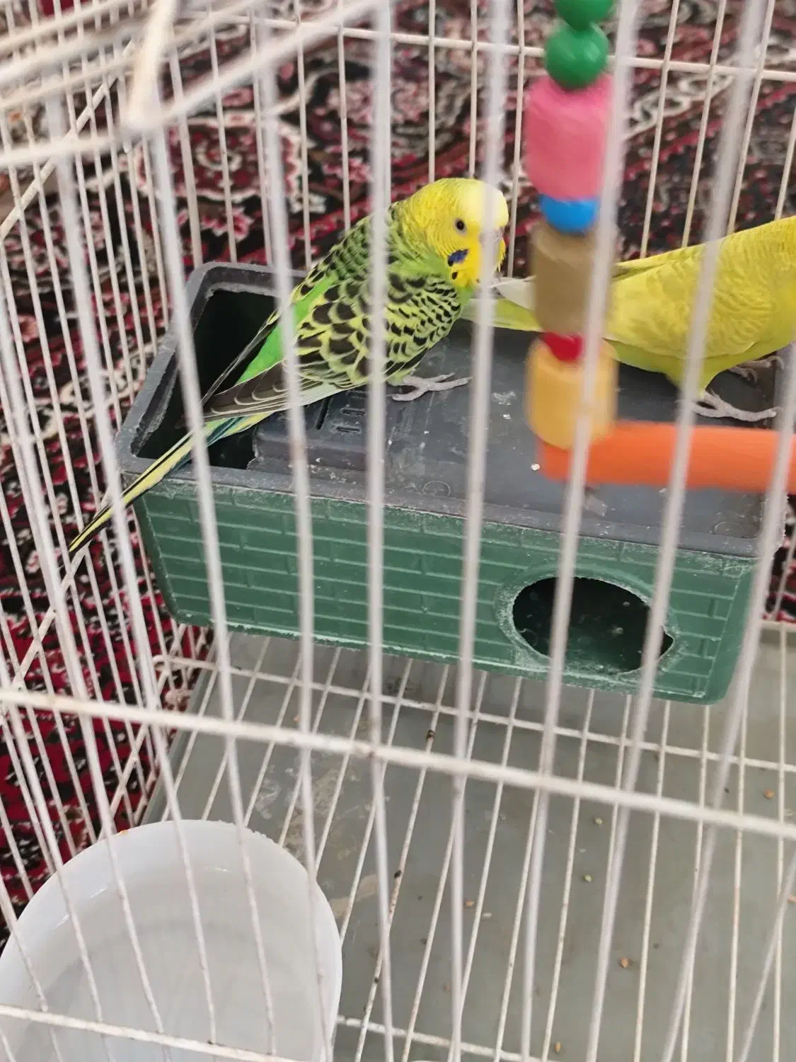 فروش مرغ عشق و قناری نر و قفس|پرنده|سنقر, |دیوار