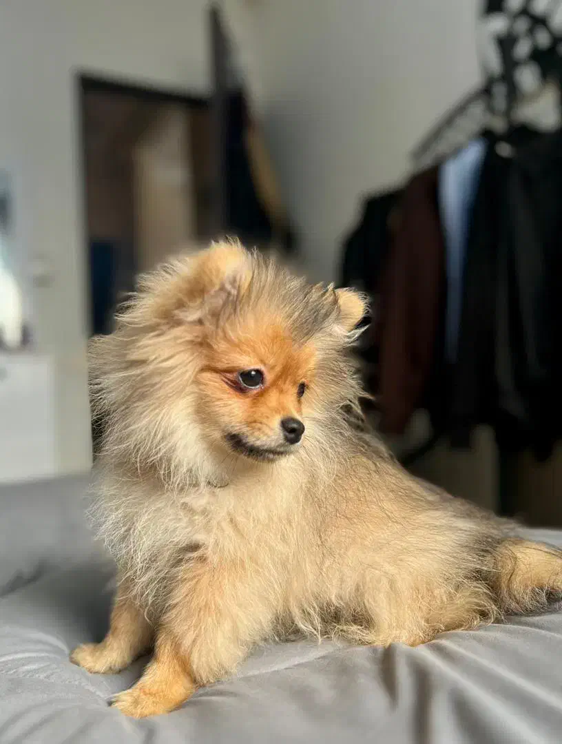 سگ پامر روباهی|سگ|رشت, دروازه لاکان|دیوار