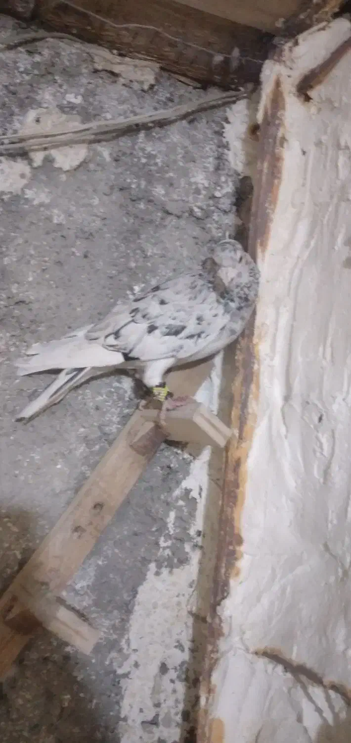 سار سرور رنجر|پرنده|شاندیز, |دیوار