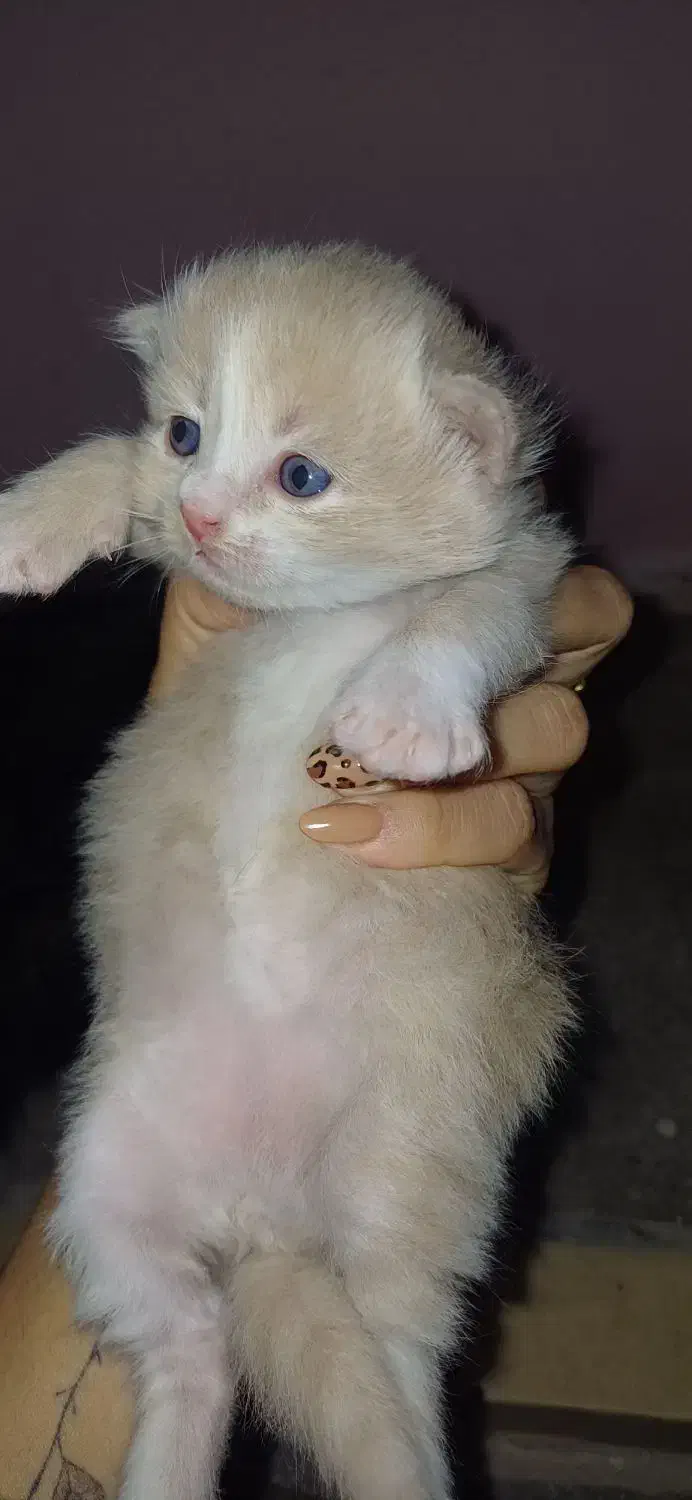 گربه پرشین کاراملی|گربه|گرگان, |دیوار