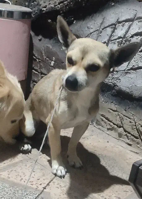 سگ شیواوا|سگ|نی‌ریز, |دیوار