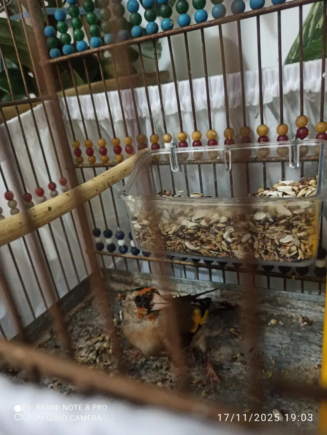 سهره جوجه سال حلقه پا بسیار شرور|پرنده|مهاباد (آذربایجان غربی), |دیوار