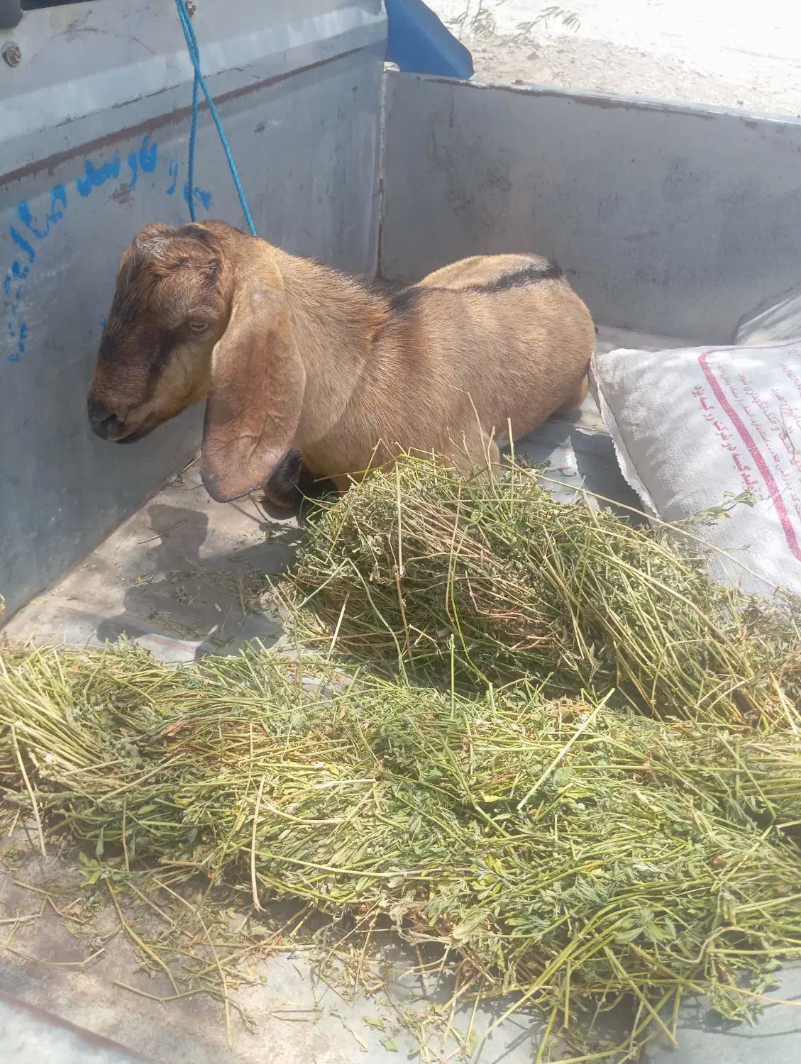 بز نر|حیوانات مزرعه|میناب, |دیوار