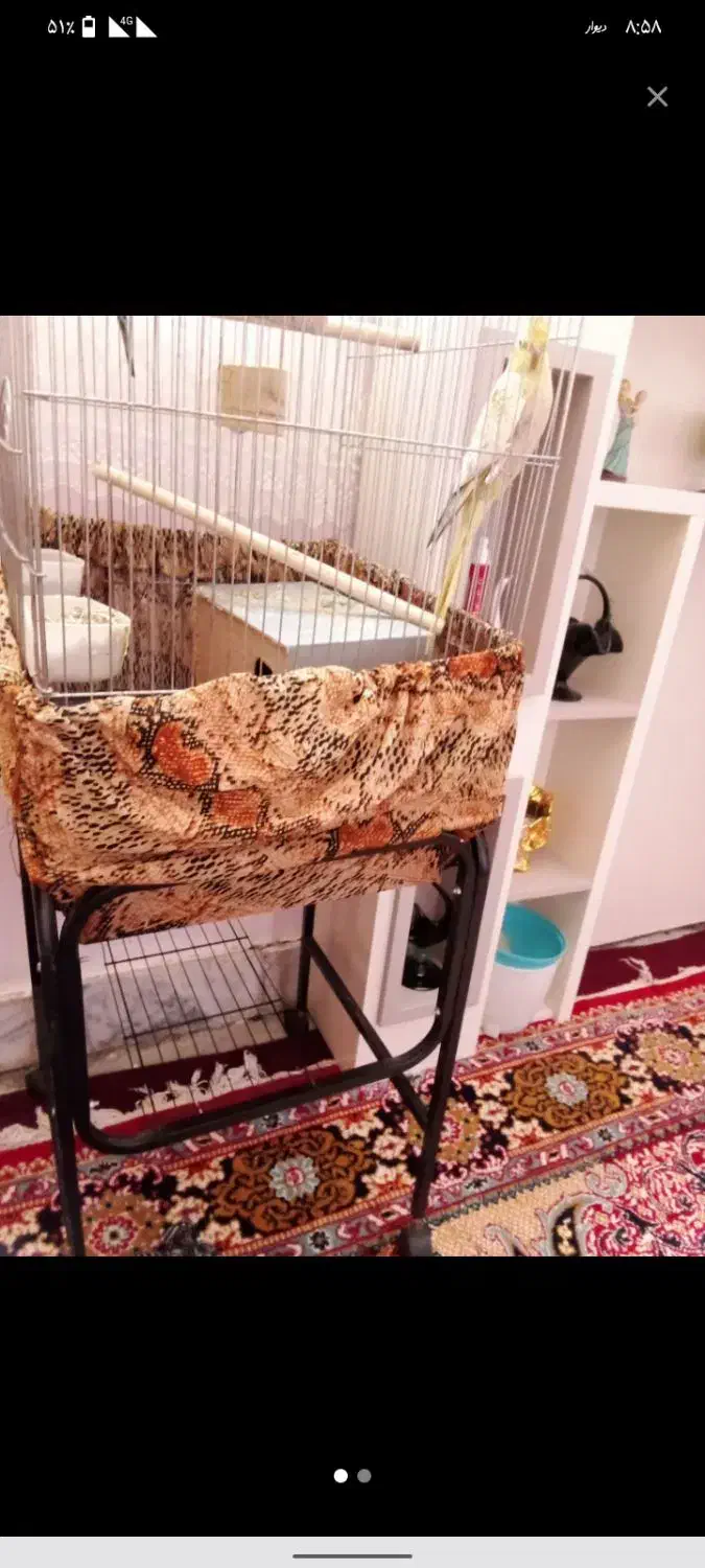 معاوضه عروس|پرنده|شاندیز, |دیوار