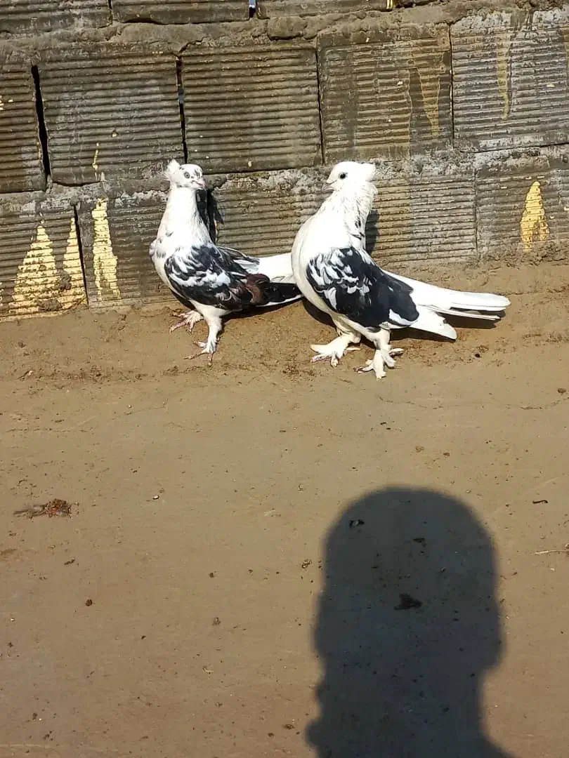 نر و ماده دوکتی اصفهانی سر قدیم|پرنده|برخوار, |دیوار