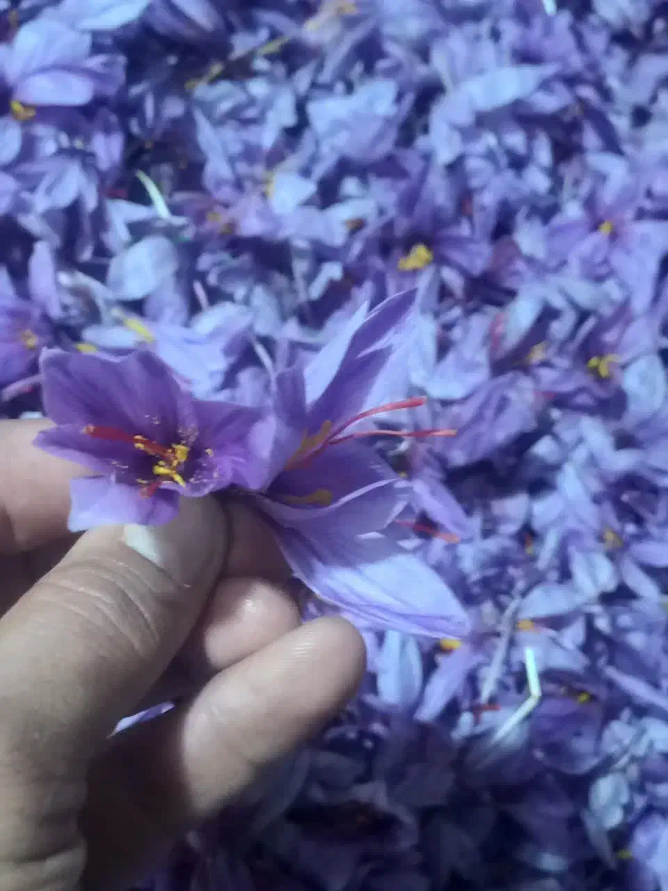 گل تازه خشک عیار بالا|خوردنی و آشامیدنی|مشهد, رضاییه|دیوار