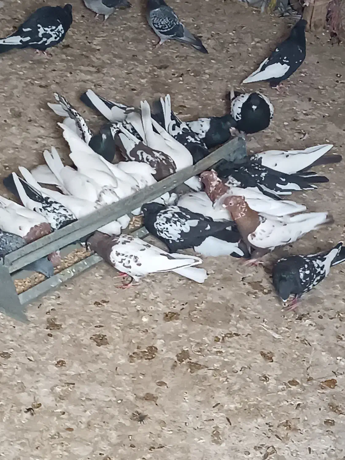 کبوتر سینه ای رنگی|پرنده|بروجن, |دیوار