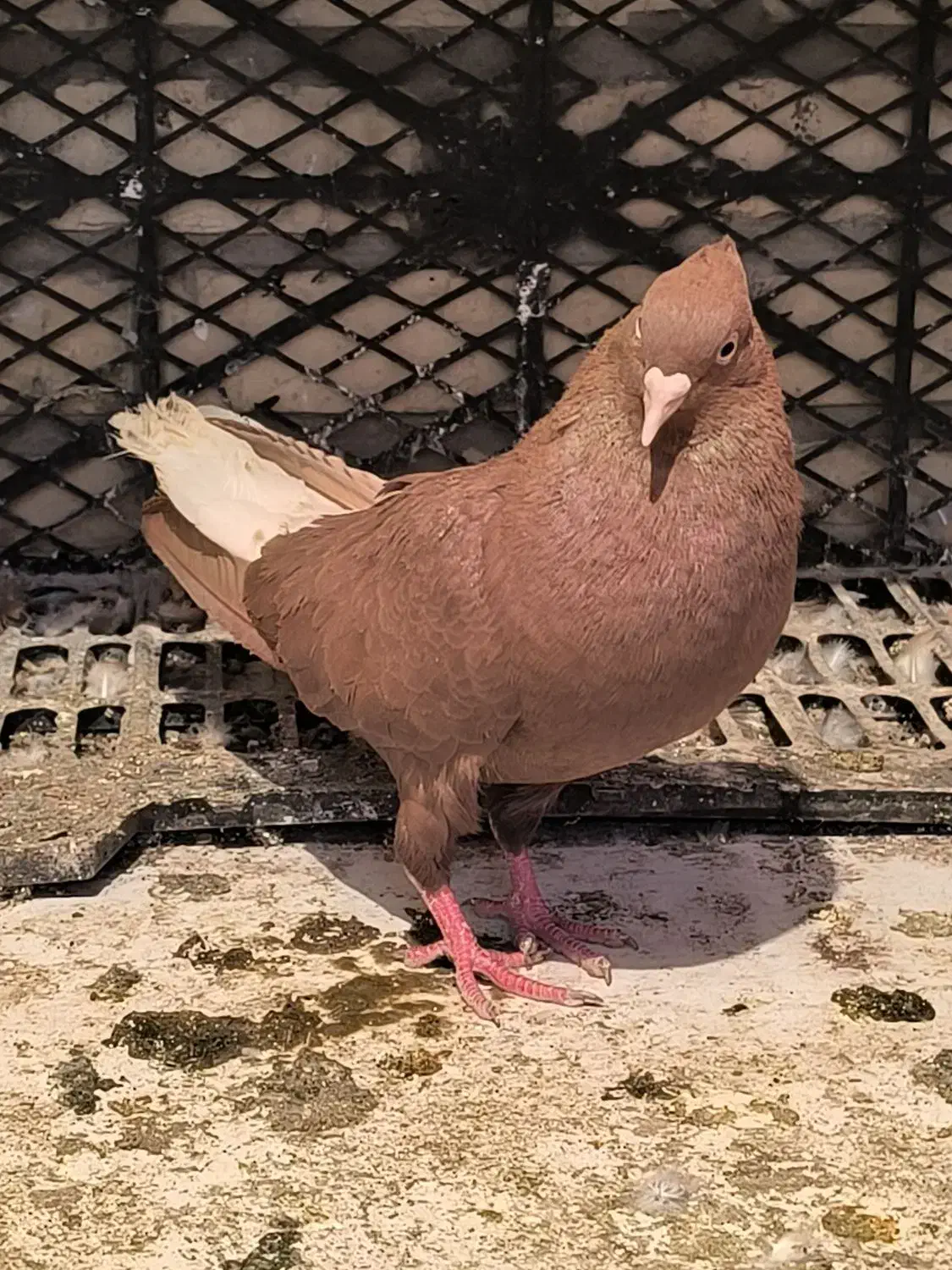 دم سفید|حیوانات|اهواز, حصیرآباد|دیوار