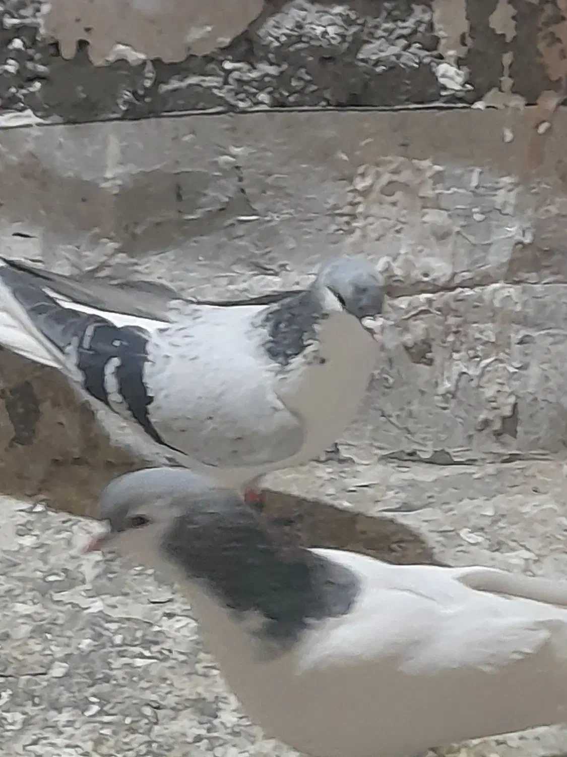 پیداشده|حیوانات|سبزوار, شرق کال میانی|دیوار