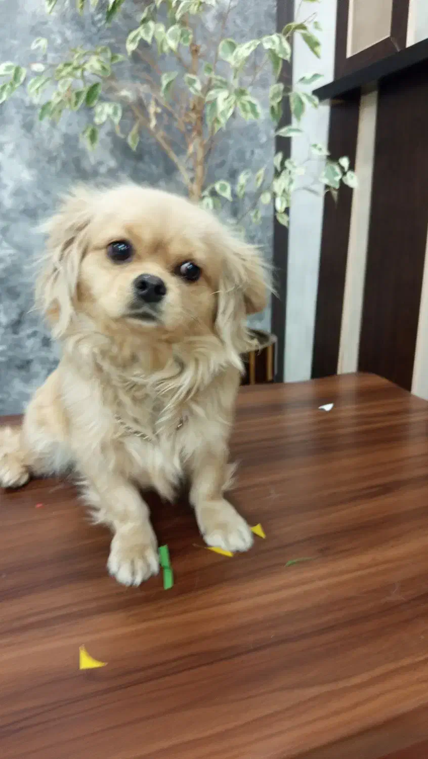 سگ خونگی پاه کوتاه|سگ|آشخانه, |دیوار