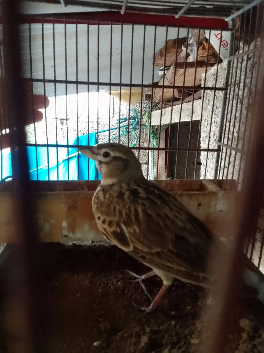 سهره خاکی|پرنده|اسالم, |دیوار