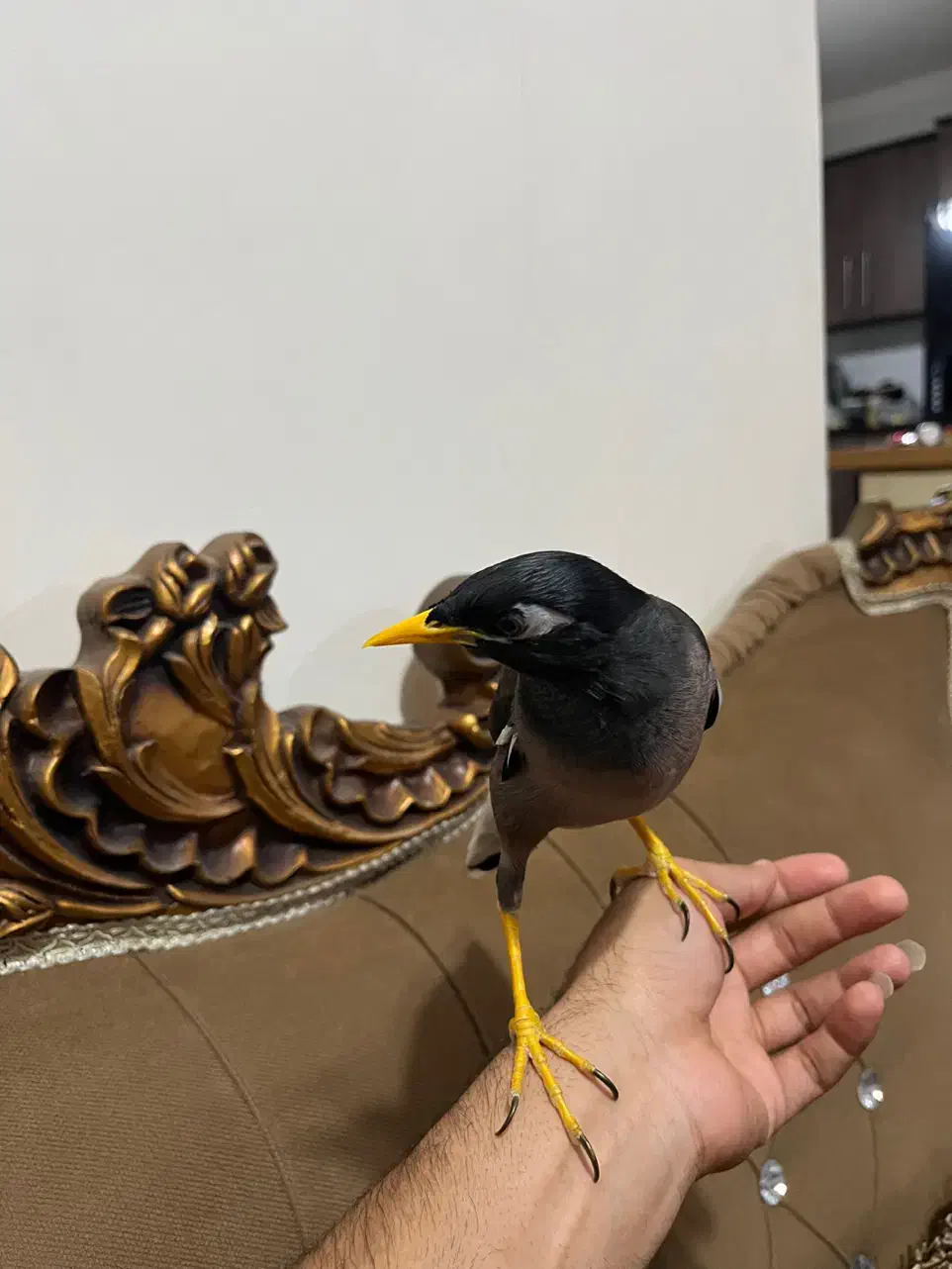 مینا افغانی سخنگو فول آشتی تعویض با قناری|پرنده|بندرعباس, |دیوار