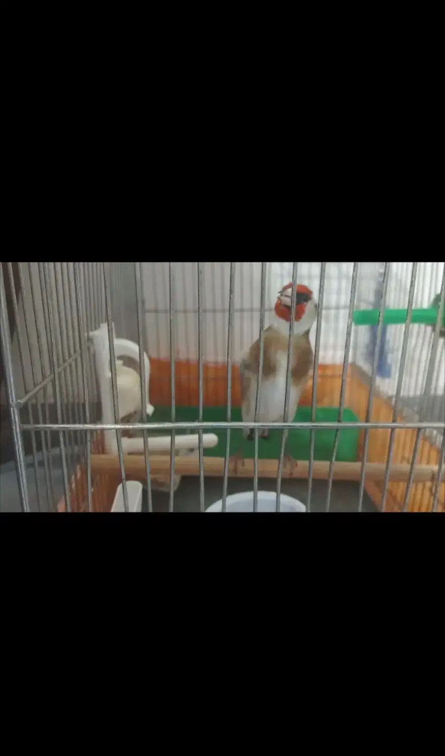 سهره صحرایی چند ماه قفس آب رنگ دار|پرنده|بهار, |دیوار