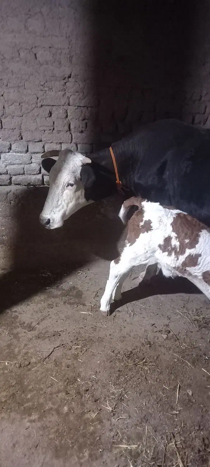 گاو سیمنتال اصل|حیوانات مزرعه|ویلکیج, |دیوار