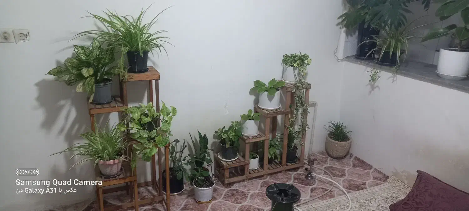 گل های اپارتمانی|گل و گیاه طبیعی|بجنورد, |دیوار