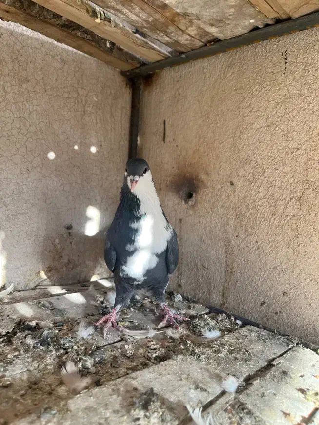 ریشی|پرنده|زرند, |دیوار