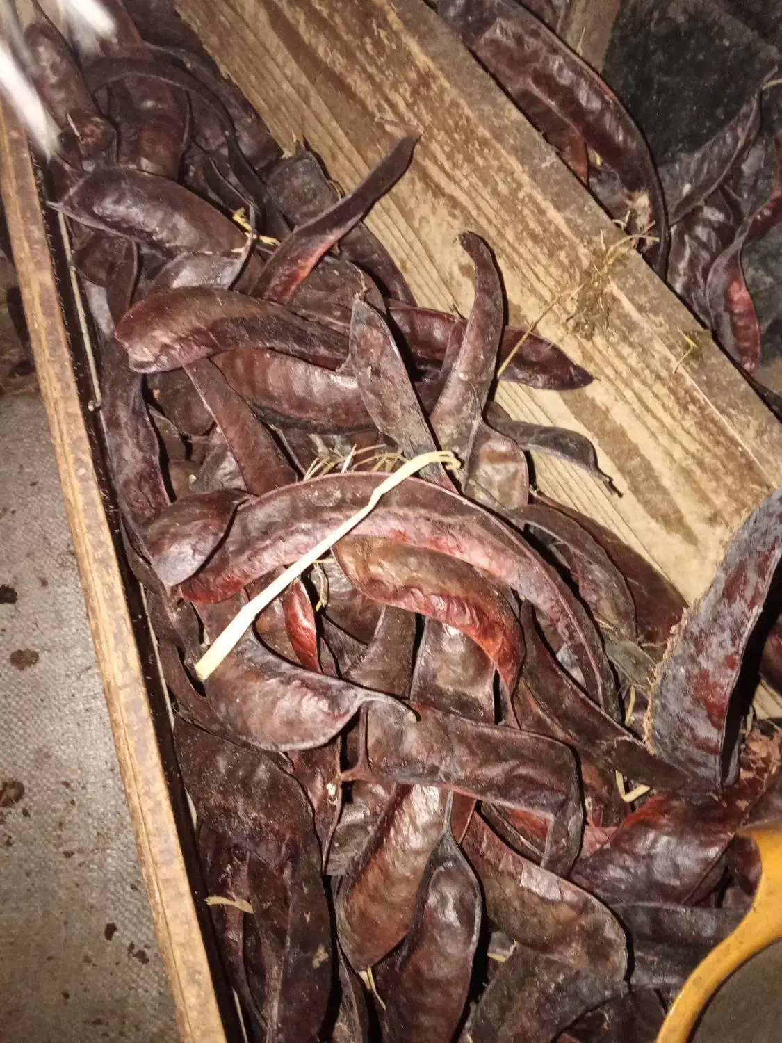 للکی|حیوانات مزرعه|گوراب زرمیخ, |دیوار