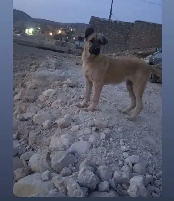 واگذاری توله سرابی شجره دار|سگ|تبریز, |دیوار