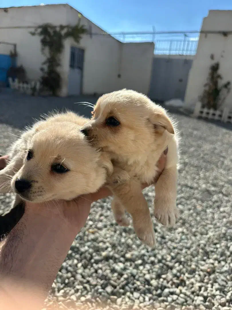 واگزاری پامر اشپیتز|سگ|شاهدشهر, |دیوار