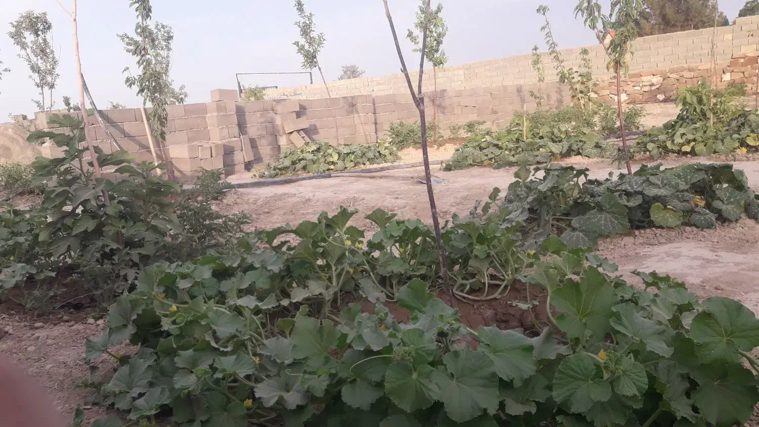 باغ فروشی سمندر|فروش خانه و ویلا|چناران, |دیوار