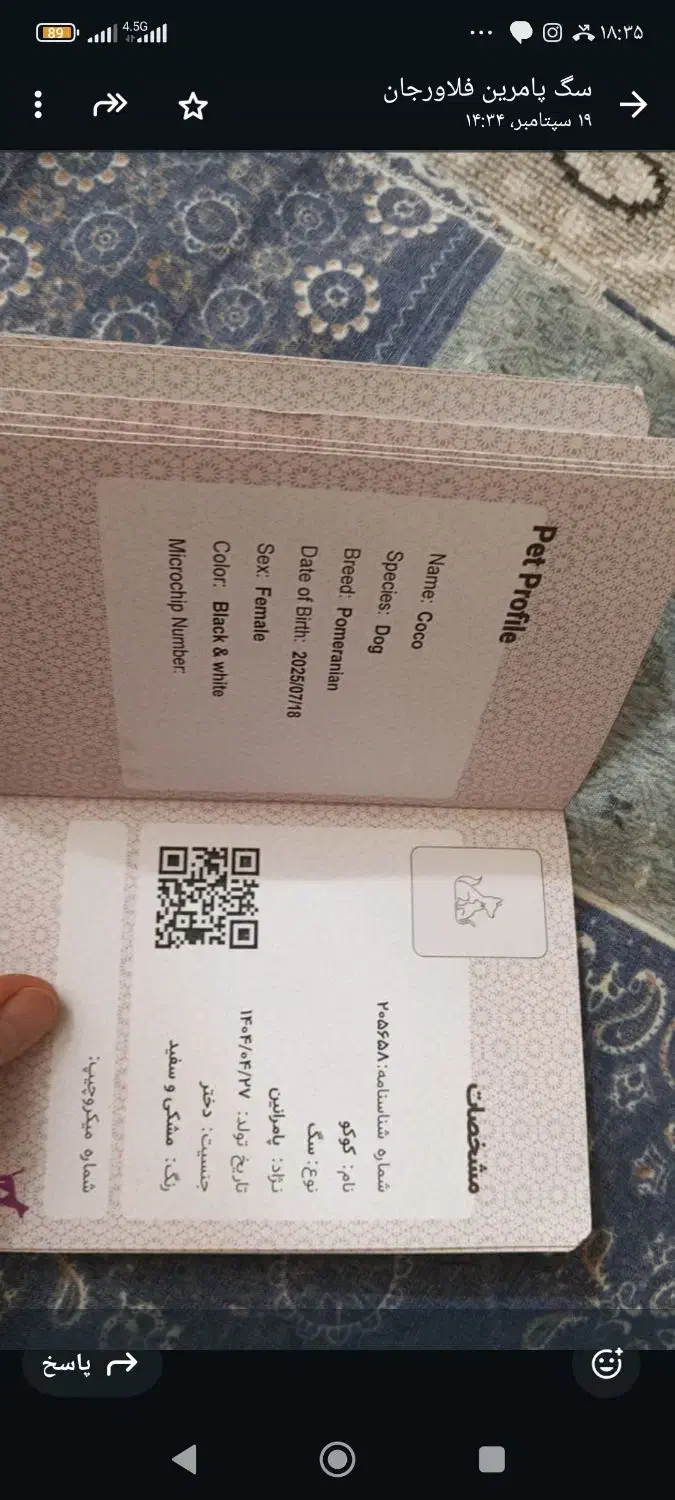 توله پامر خرسی|سگ|اصفهان, بهارستان|دیوار