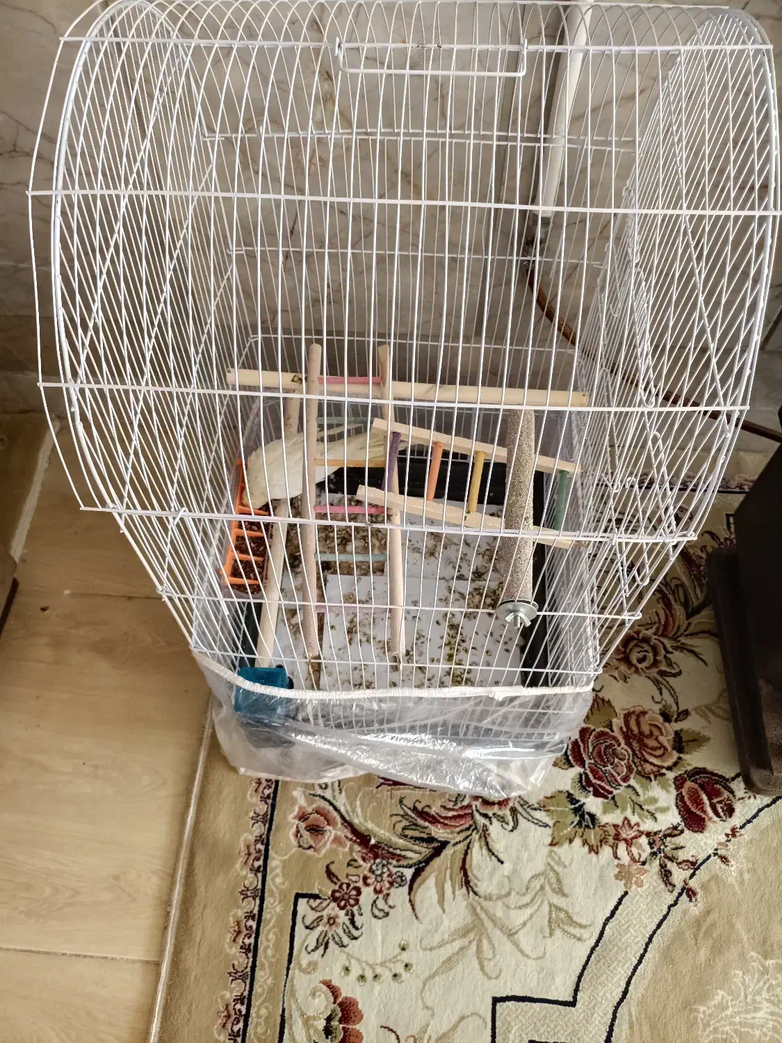 عروس هلندی ماده لوتینو|پرنده|مشهد, ایثار|دیوار