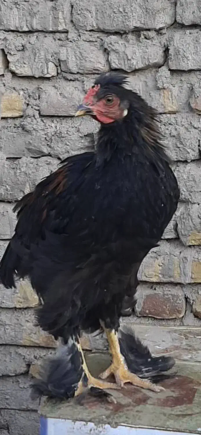 خروس و مرغ نژاد برهما، لهستانی و گلپایگانی|حیوانات مزرعه|تربت‌حیدریه, مظفریه|دیوار