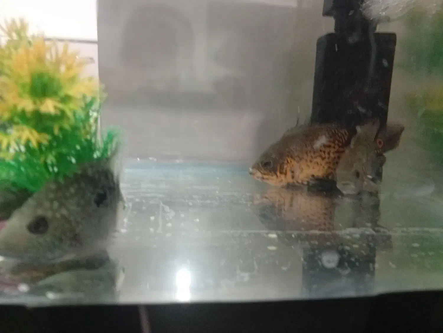 ماهی واکوارم|ماهی|پاکدشت, پاکدشت (مامازند)|دیوار