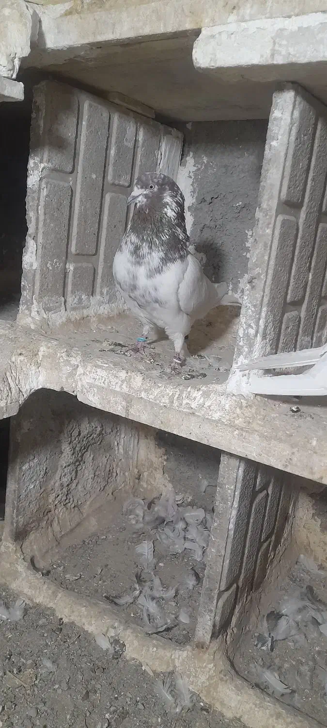 کبوتر گمشده|حیوانات|کرمانشاه, |دیوار