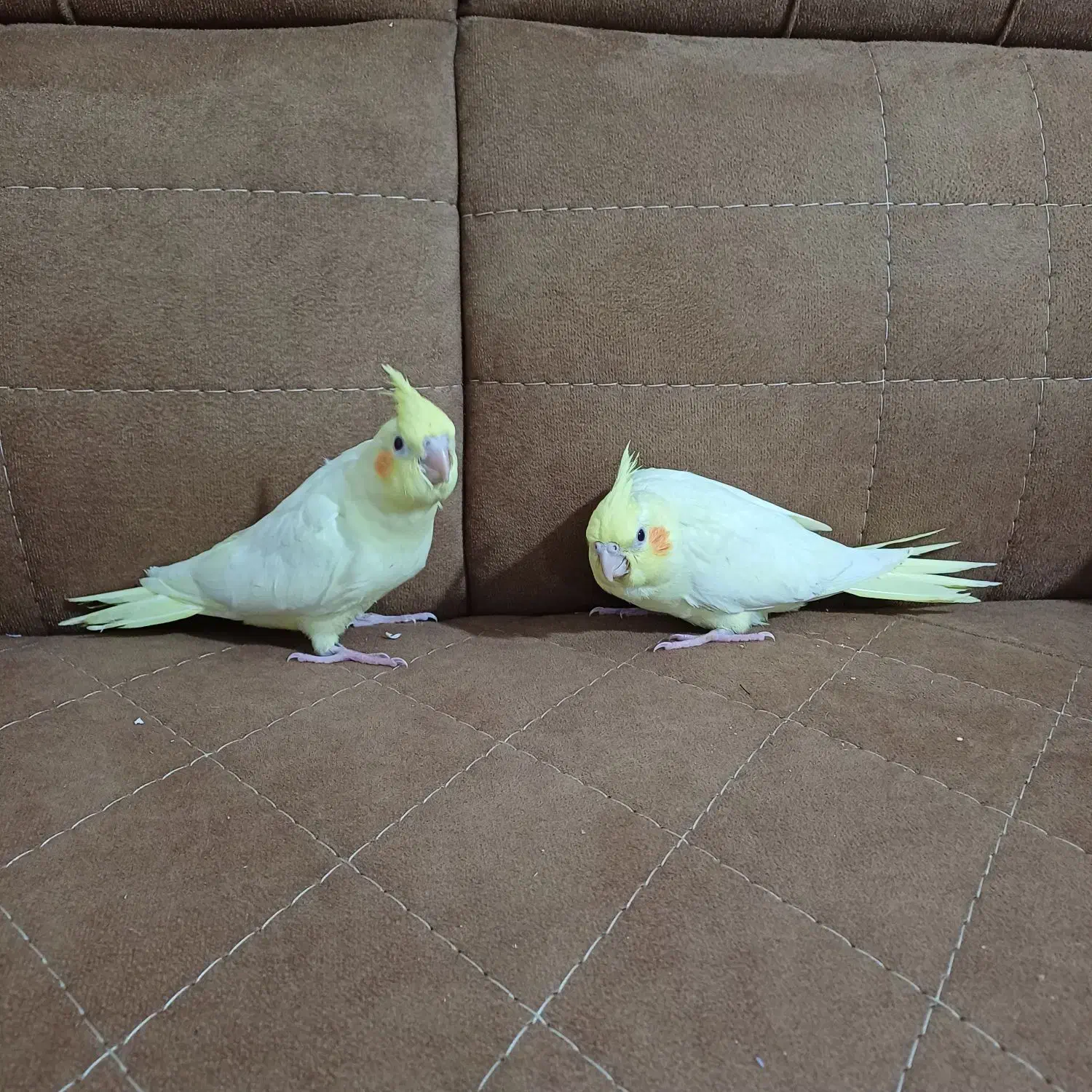 عروس هلندی 1ماهه|پرنده|کوچصفهان, |دیوار