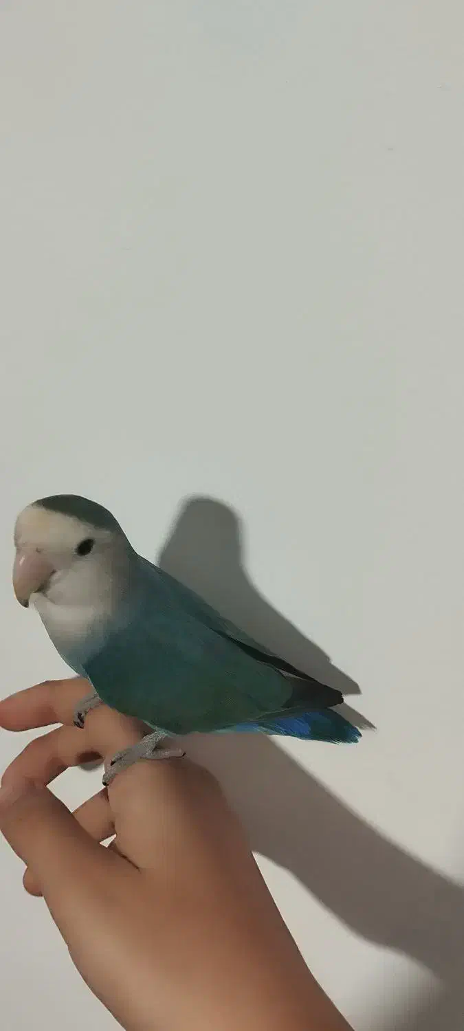 طوطی برزیلی|پرنده|قروه, |دیوار