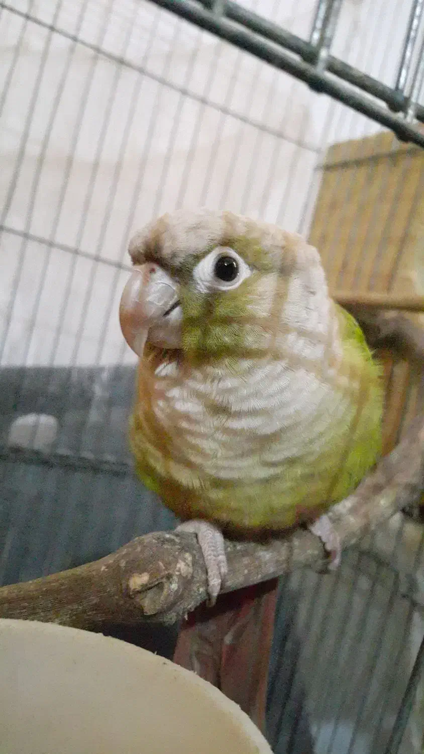 طوطی گرینچیک|پرنده|رودسر, |دیوار