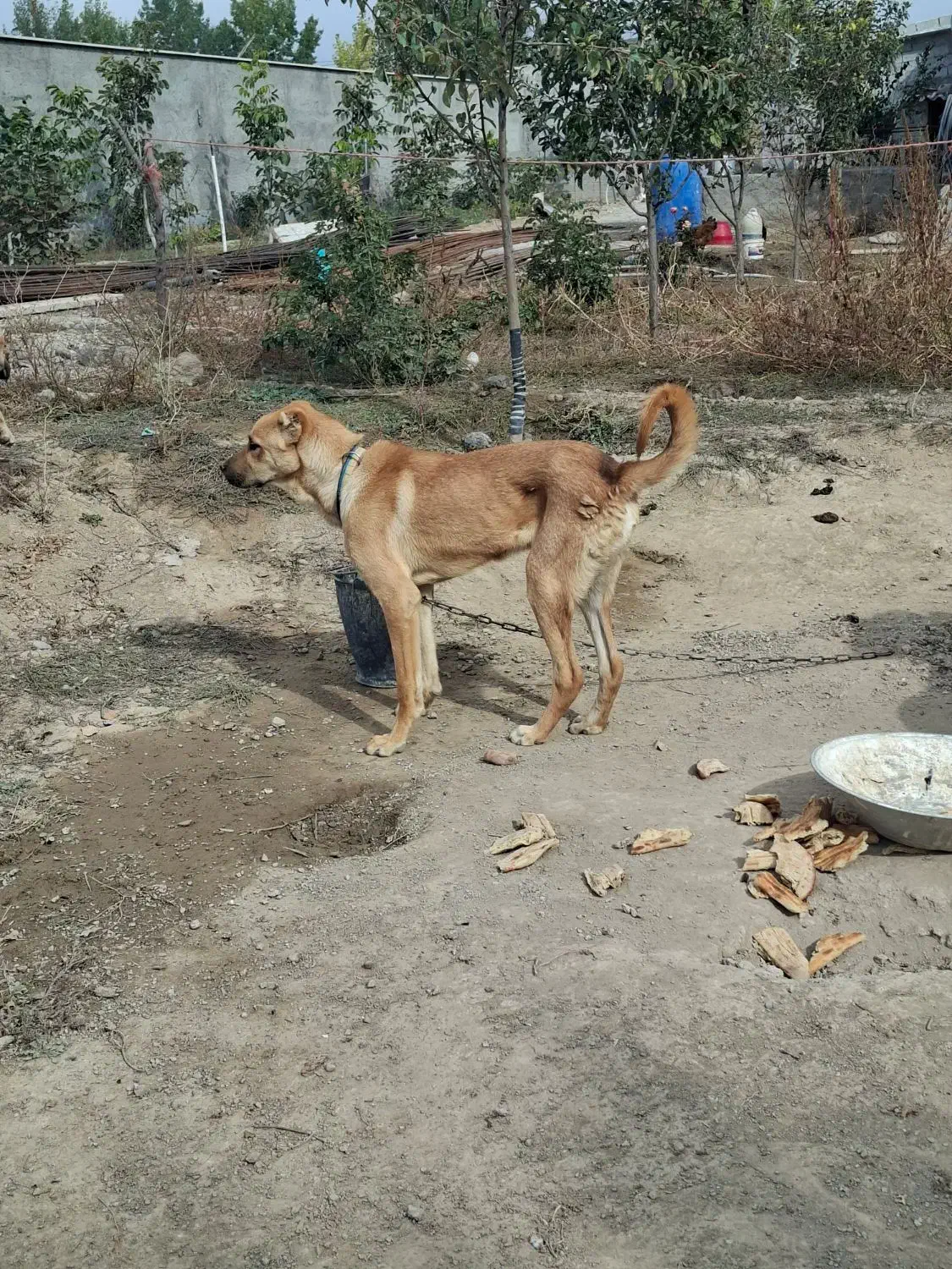 واگذار سگ نر پژدر|سگ|اردبیل, |دیوار