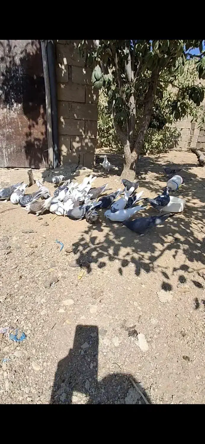 همه نوع کبوتر|پرنده|یاسوج, |دیوار