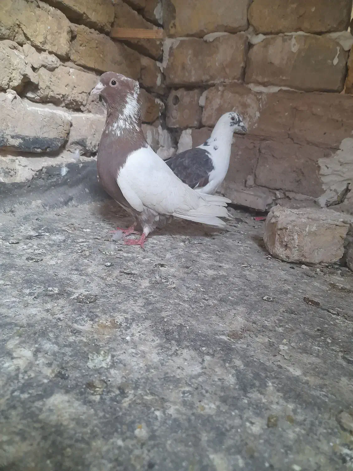 کبوترخوب|پرنده|مشهد, بلال|دیوار