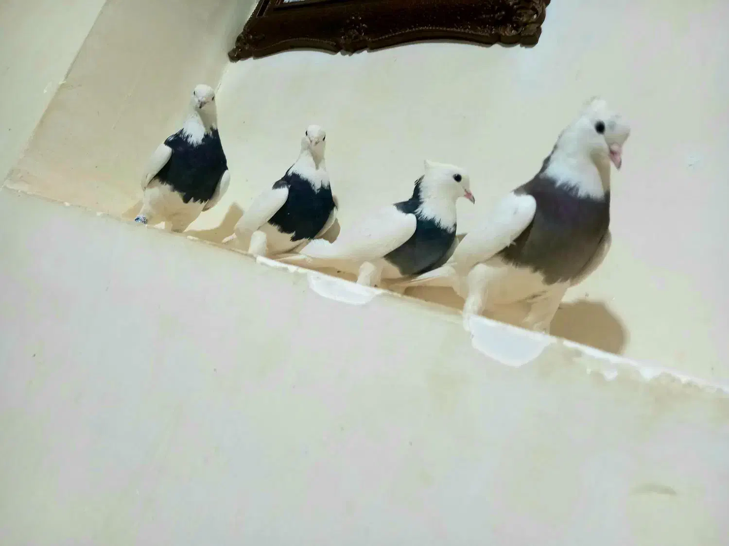 کبوتر|پرنده|رحمتآباد, |دیوار