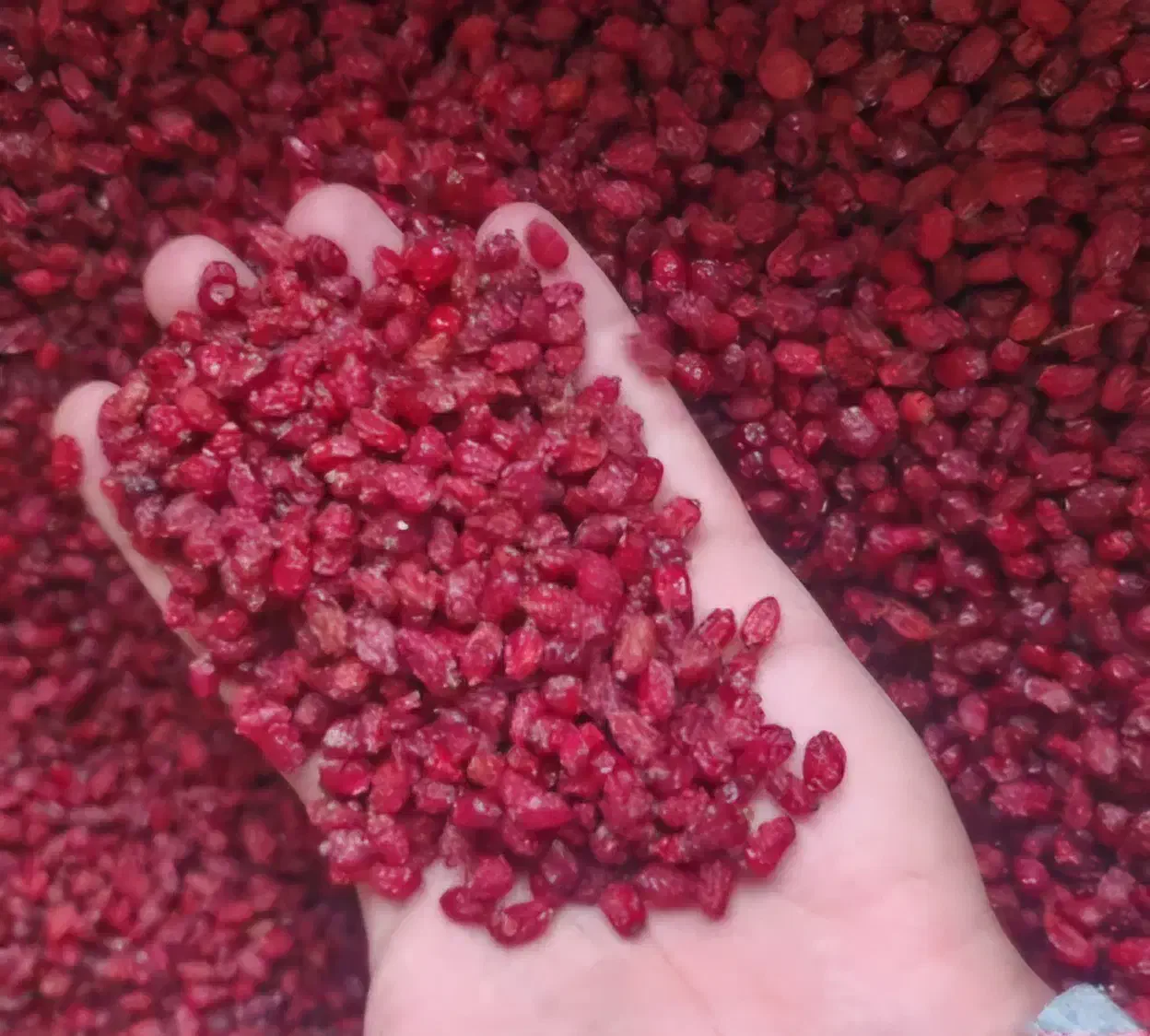 زرشک ناب|خوردنی و آشامیدنی|گزیک, |دیوار