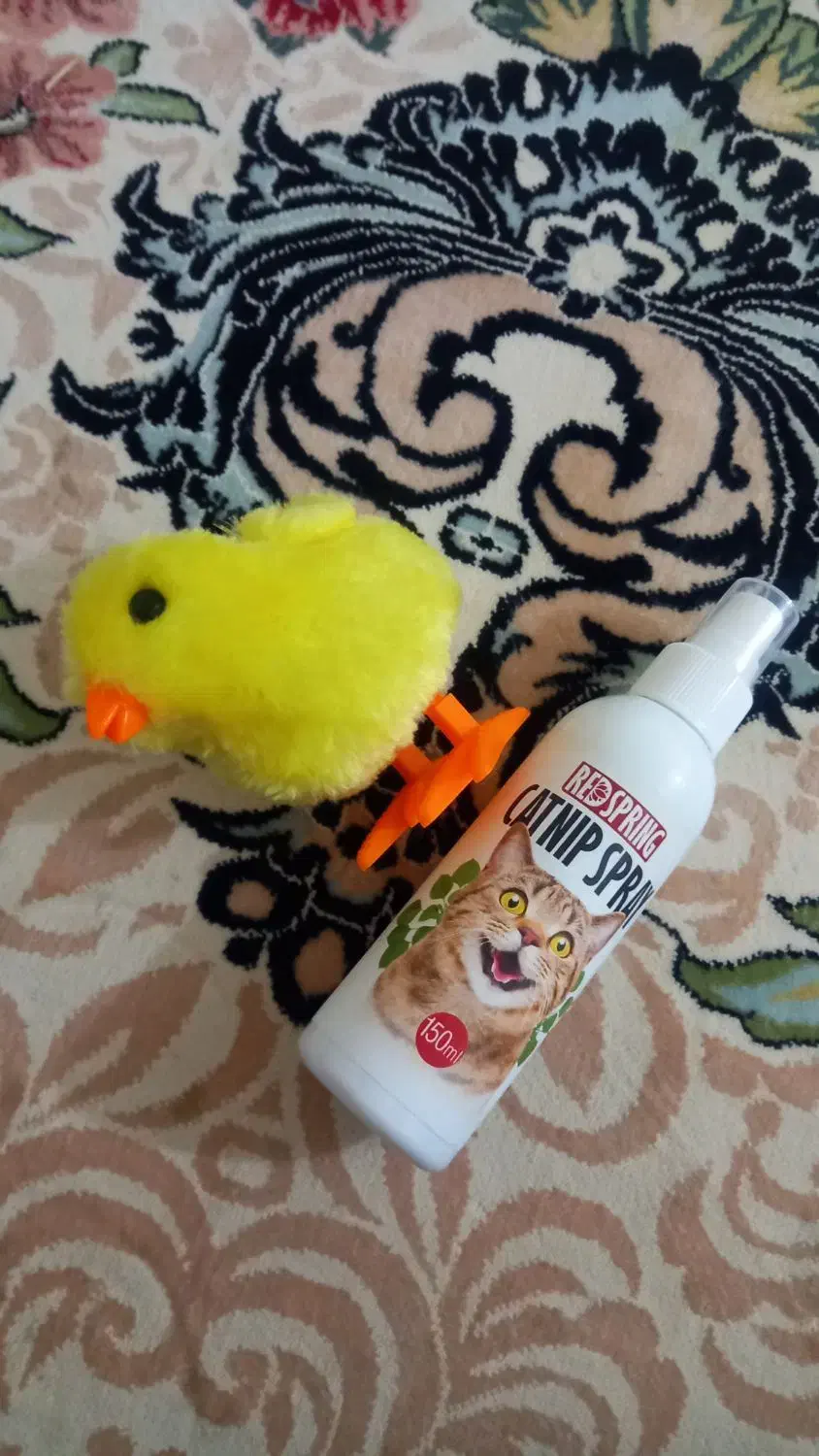 وسایل گربه|لوازم جانبی حیوانات|قم, وادی السلام|دیوار